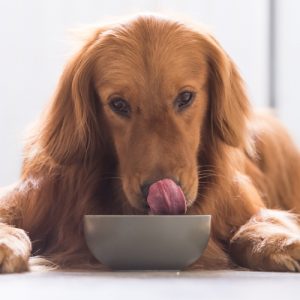 Golden retriever eating dog food from bowl